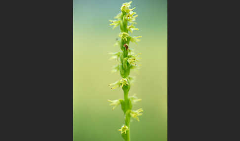 Einknollige Honigorchis (Herminium monorchis)