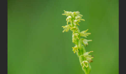 Einknollige Honigorchis (Herminium monorchis)