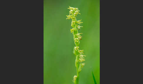 Einknollige Honigorchis (Herminium monorchis)