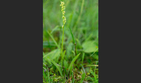 Einknollige Honigorchis (Herminium monorchis)