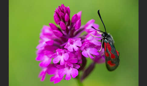 Hundswurz (Anacamptis pyramidalis)