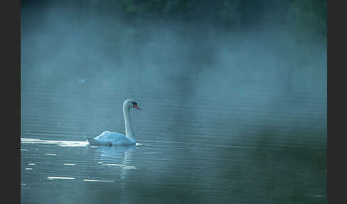 Höckerschwan (Cygnus olor)