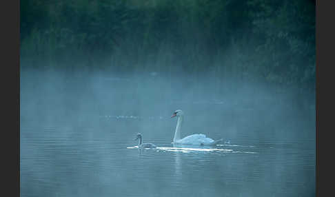 Höckerschwan (Cygnus olor)