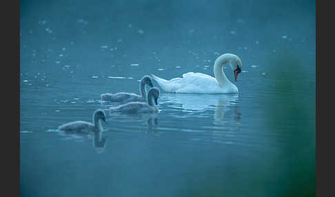 Höckerschwan (Cygnus olor)