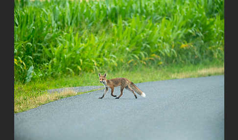 Rotfuchs (Vulpes vulpes)