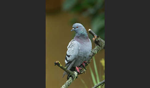 Haustaube (Columba livia domestica)