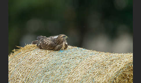 Mäusebussard (Buteo buteo)