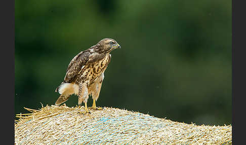 Mäusebussard (Buteo buteo)