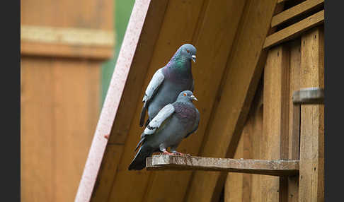 Haustaube (Columba livia domestica)