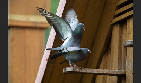 Haustaube (Columba livia domestica)