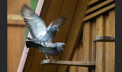 Haustaube (Columba livia domestica)