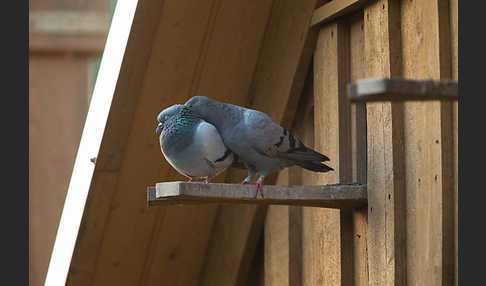 Haustaube (Columba livia domestica)