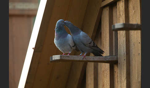 Haustaube (Columba livia domestica)