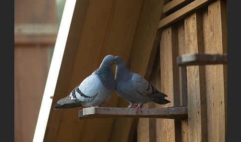 Haustaube (Columba livia domestica)