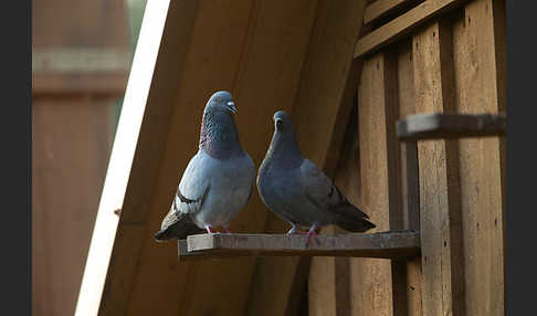 Haustaube (Columba livia domestica)