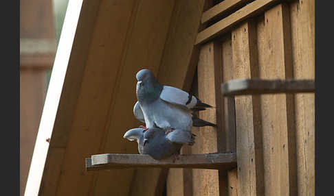 Haustaube (Columba livia domestica)