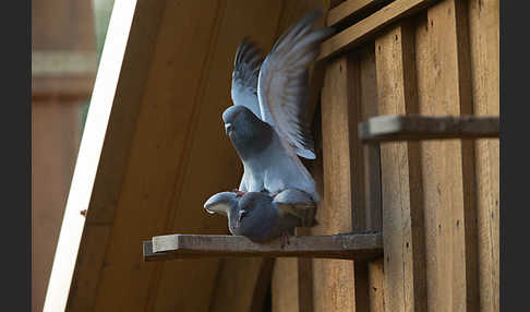 Haustaube (Columba livia domestica)