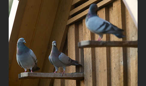 Haustaube (Columba livia domestica)