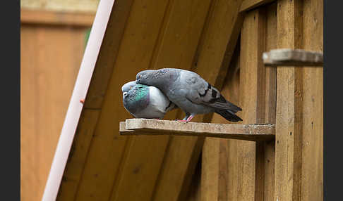 Haustaube (Columba livia domestica)