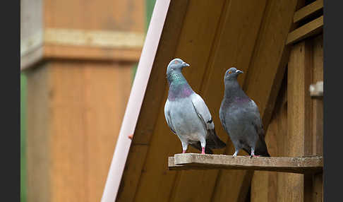 Haustaube (Columba livia domestica)