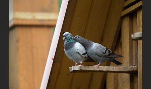 Haustaube (Columba livia domestica)