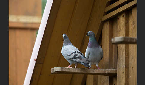 Haustaube (Columba livia domestica)