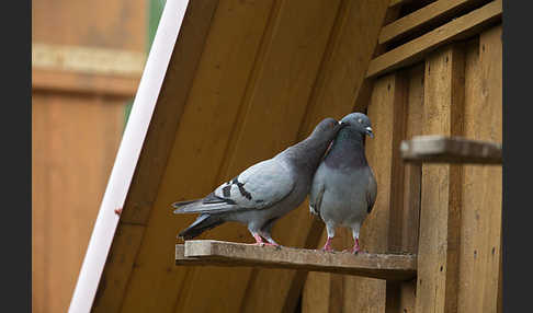 Haustaube (Columba livia domestica)