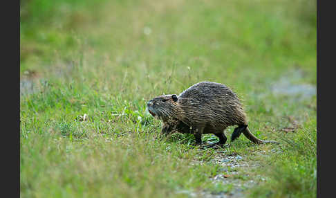 Nutria (Myocastor coypus)