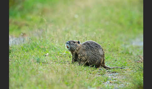 Nutria (Myocastor coypus)