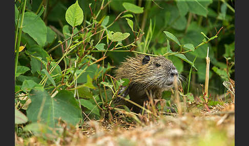 Nutria (Myocastor coypus)