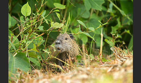 Nutria (Myocastor coypus)