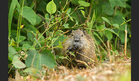 Nutria (Myocastor coypus)