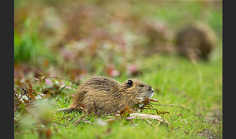 Nutria (Myocastor coypus)