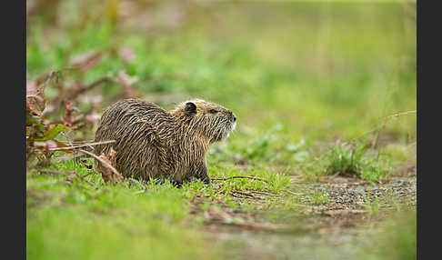 Nutria (Myocastor coypus)