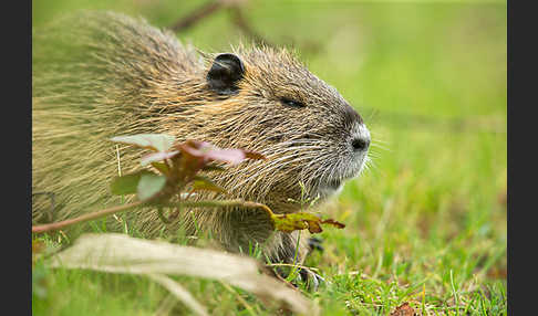 Nutria (Myocastor coypus)