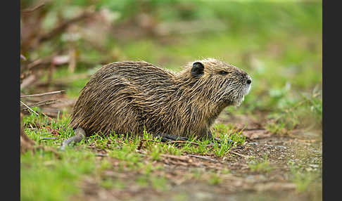 Nutria (Myocastor coypus)