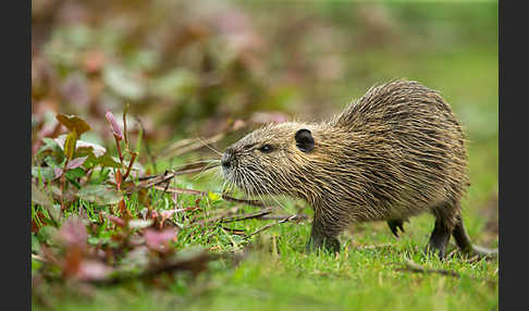 Nutria (Myocastor coypus)