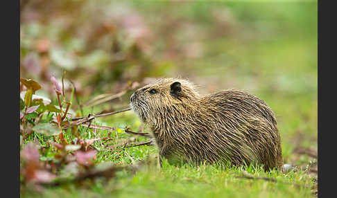 Nutria (Myocastor coypus)