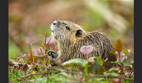 Nutria (Myocastor coypus)