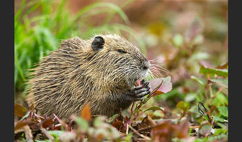 Nutria (Myocastor coypus)