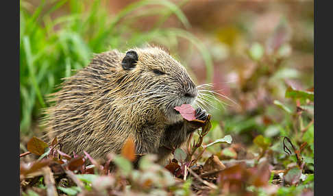 Nutria (Myocastor coypus)