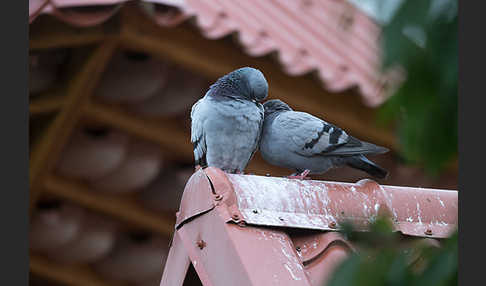 Haustaube (Columba livia domestica)