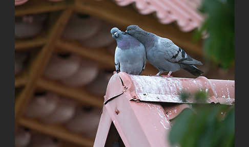 Haustaube (Columba livia domestica)