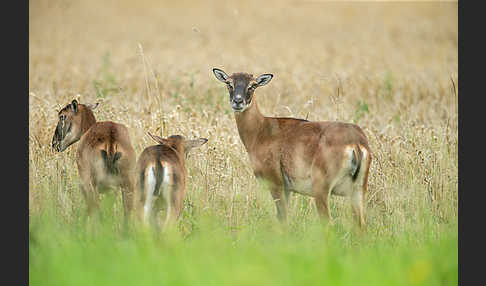 Muffelwild (Ovis ammon musimon)