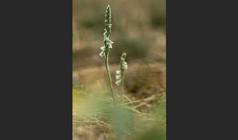 Herbst-Drehwurz (Spiranthes spiralis)