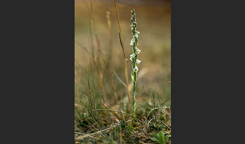 Herbst-Drehwurz (Spiranthes spiralis)