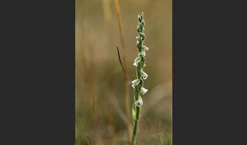 Herbst-Drehwurz (Spiranthes spiralis)