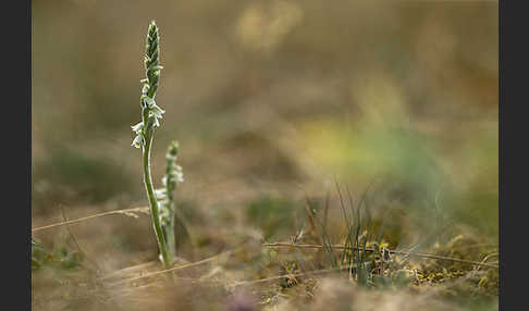 Herbst-Drehwurz (Spiranthes spiralis)