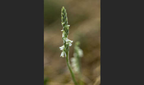 Herbst-Drehwurz (Spiranthes spiralis)