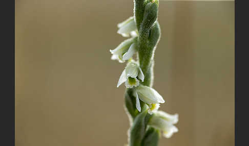 Herbst-Drehwurz (Spiranthes spiralis)